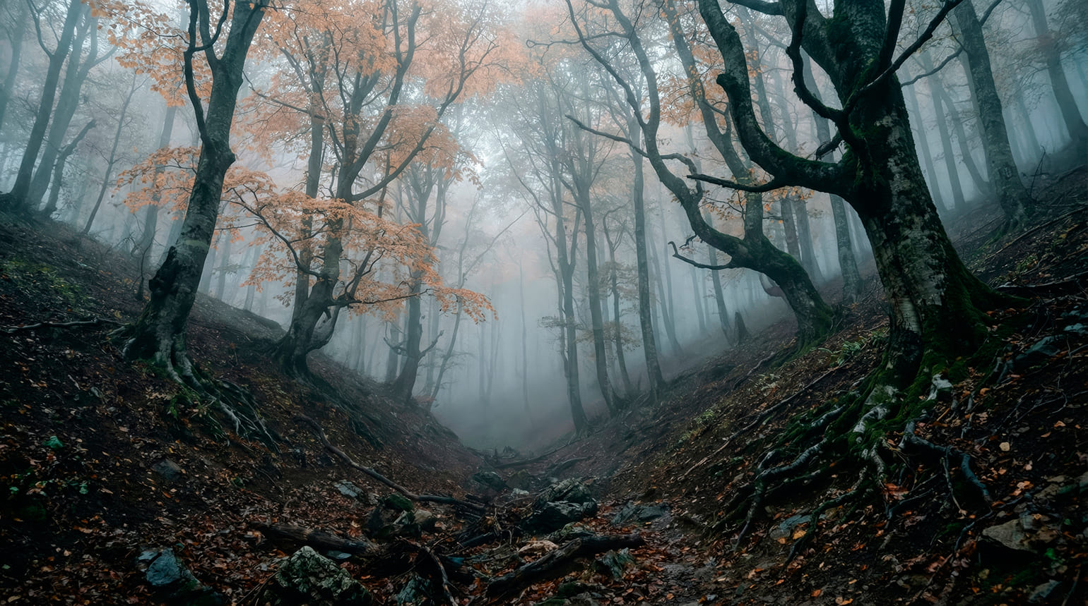 Лесная зона с преобладанием буковых деревьев