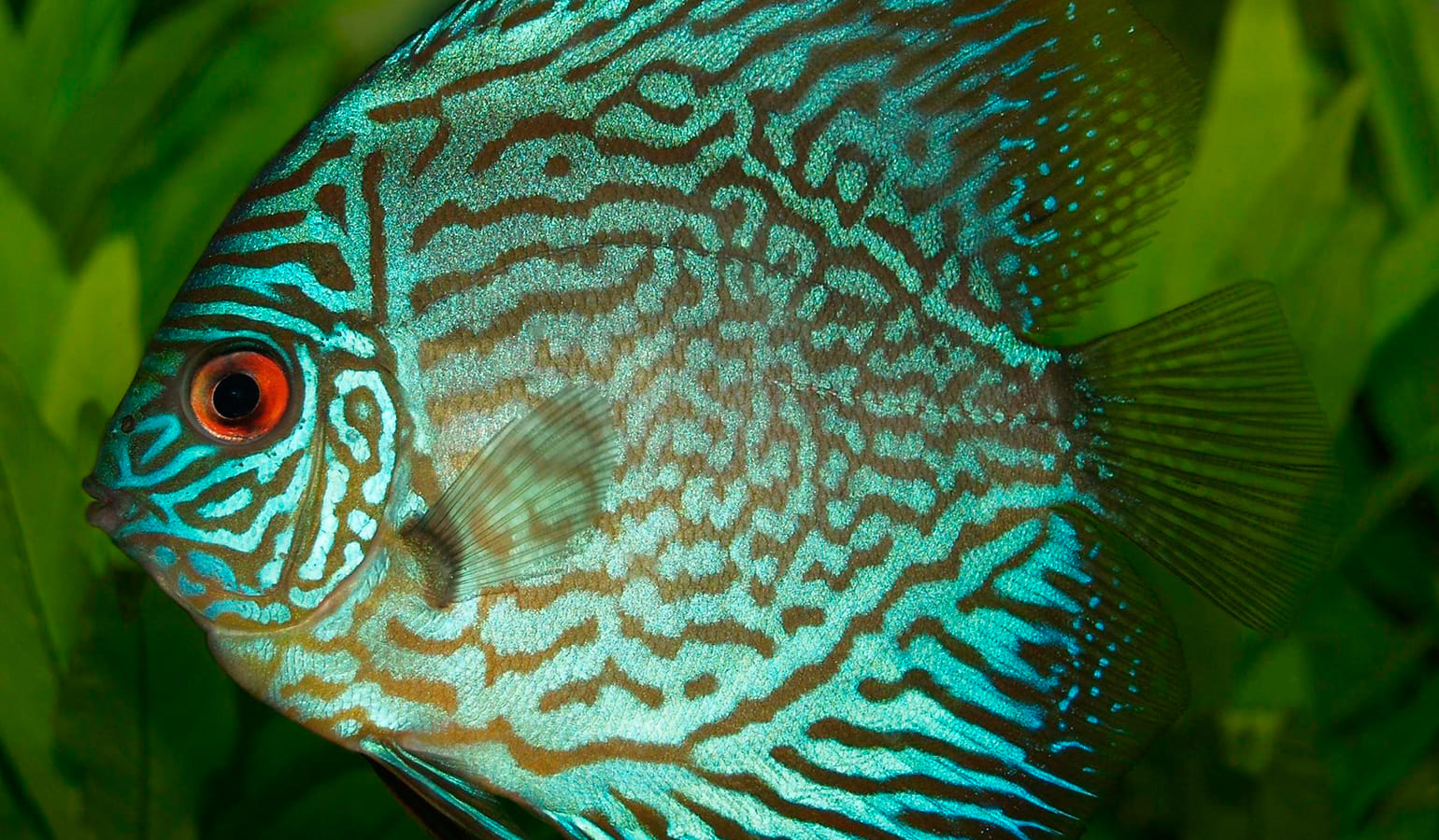 Дискус. Рыба представлена в Алуштинском аквариуме