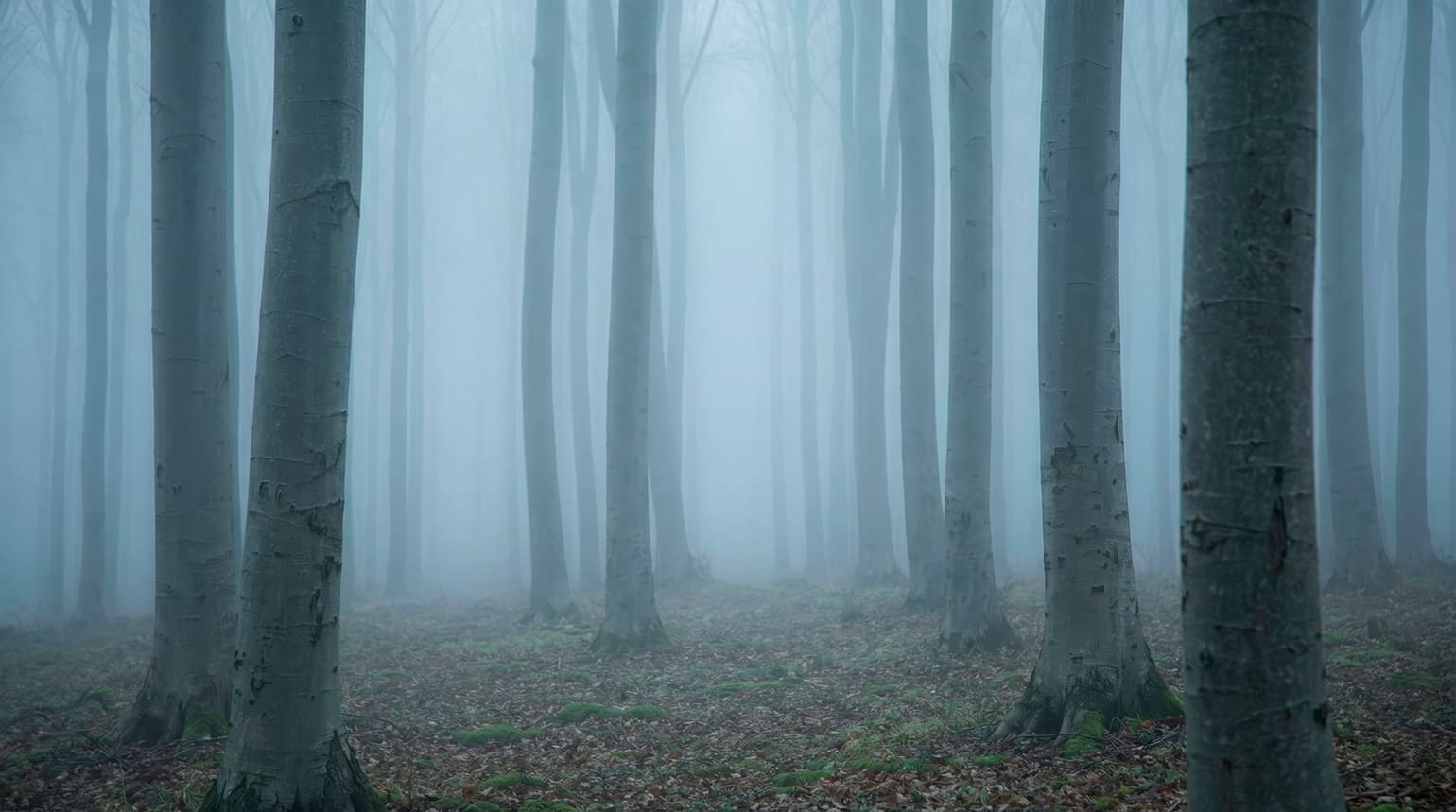 Бук. Самый тихий лес Крыма